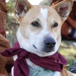 Aloka, the Peace Dog